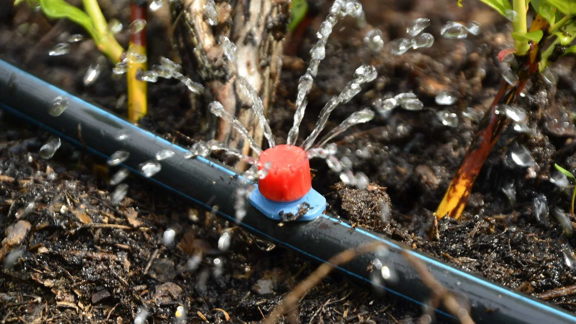 Water Your Landscape Beds the Right Way With a Drip Irrigation System