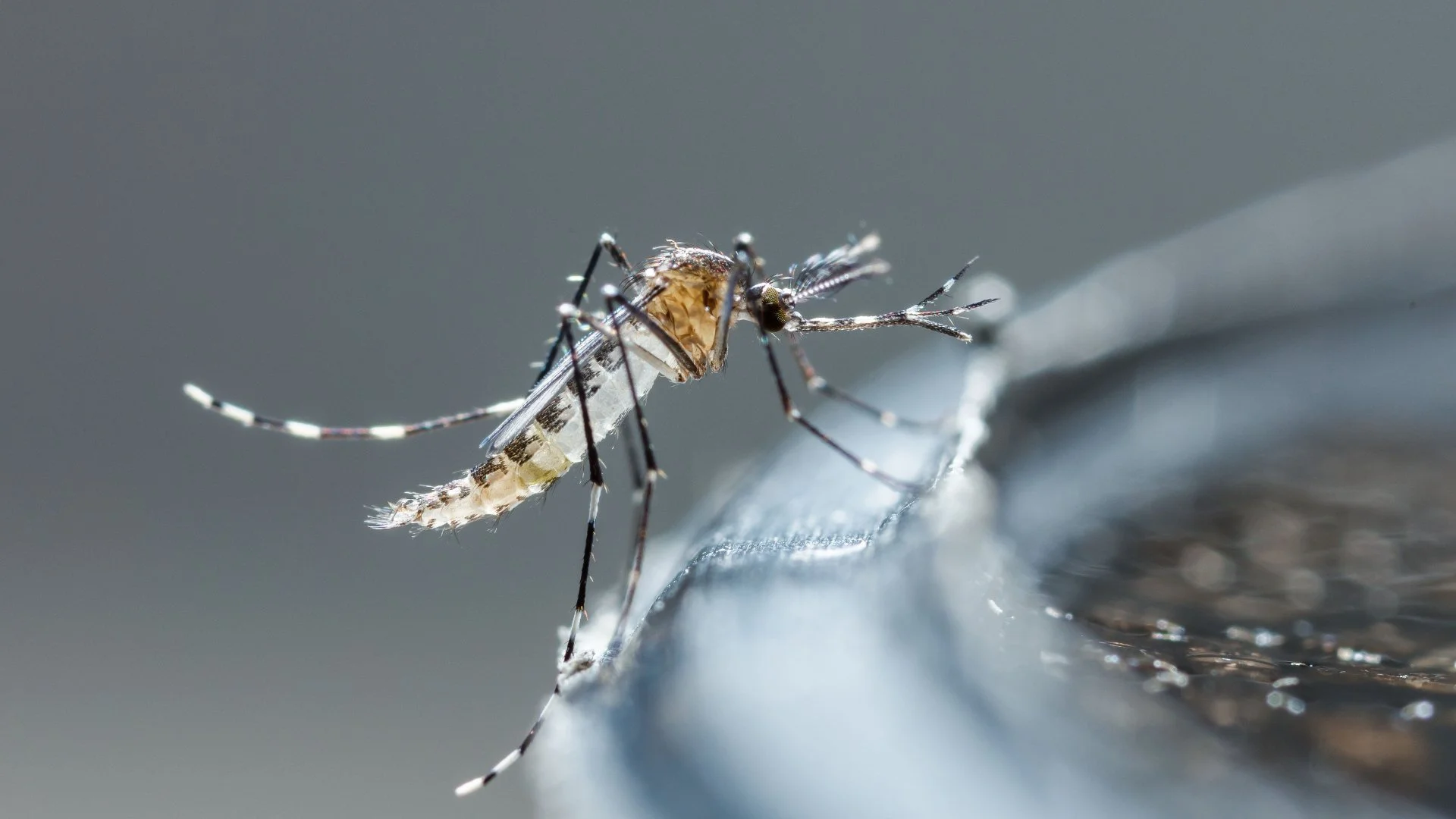 Will Water Features Attract Mosquitoes to Your Property?