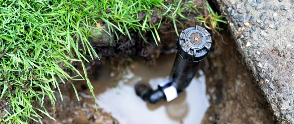 Broken sprinkler head with a puddle in Cary, NC.