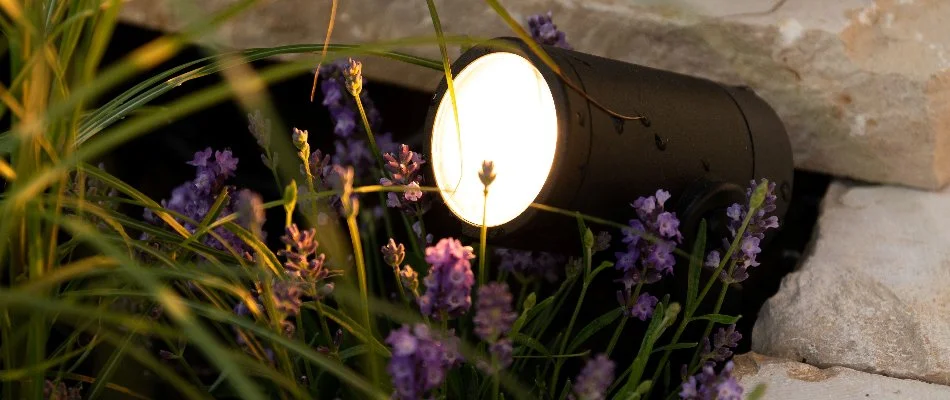 Plants around a lighting fixture in Cary, NC.