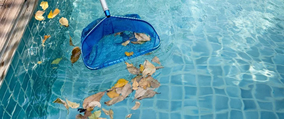 Skimming leaves from a pool in Cary, NC.